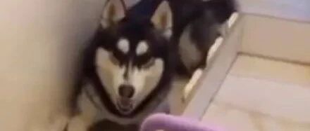 神狗！哈士奇竟把精装房拆成清水房，主人被这哈坑惨了！！