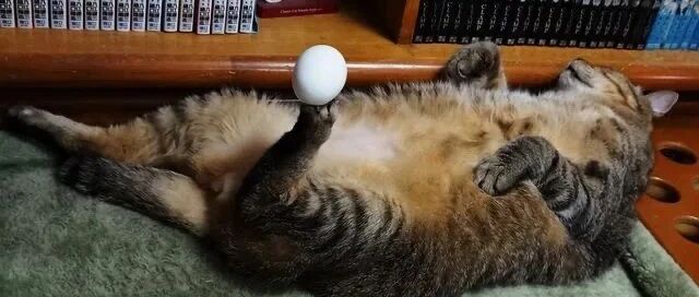 喵星人睡着，主人在它脚掌放了一个鸡蛋!喵:不错,是我下的蛋!