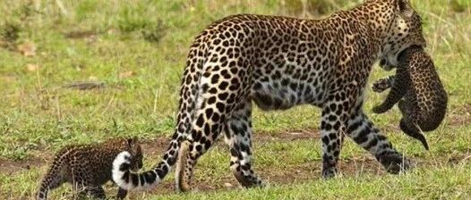 豹妈妈带着宝宝过马路，胖肚肚都快拖着地上走了！网友:一看就是富养的娃!