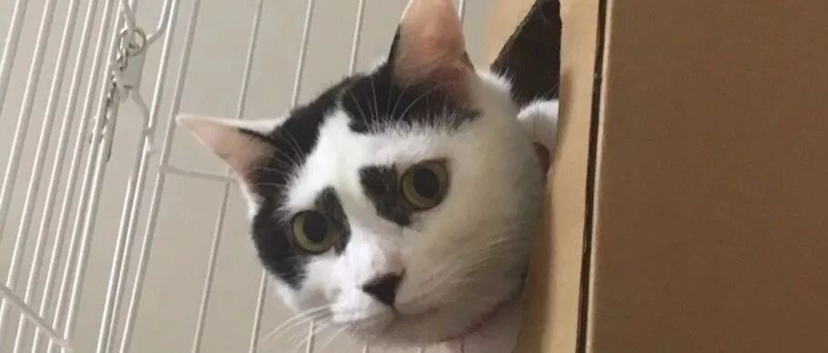 猫咪因太丑意外走红，还拯救了很多流浪猫，网友：天使不能只看外表，而且银家不丑嘛!