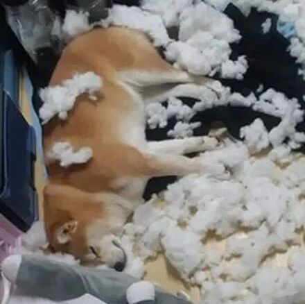 主人把狗子变成梅花鹿，结果隔天它的报复就来了，忍不住笑了！