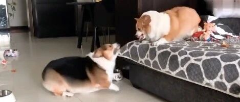 两只柯基猪吵架，场面相当激烈!网友:玩归玩,闹归闹,别让大家开怀笑!