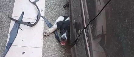 网友刚买了新车，没想到二哈竟组团做了个底部装修，泪奔..