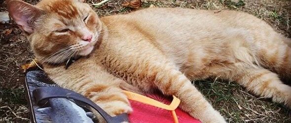 把整个社区偷了遍的大橘，居然得到了受害者的追捧！网友：这就是喵星人的魅力！