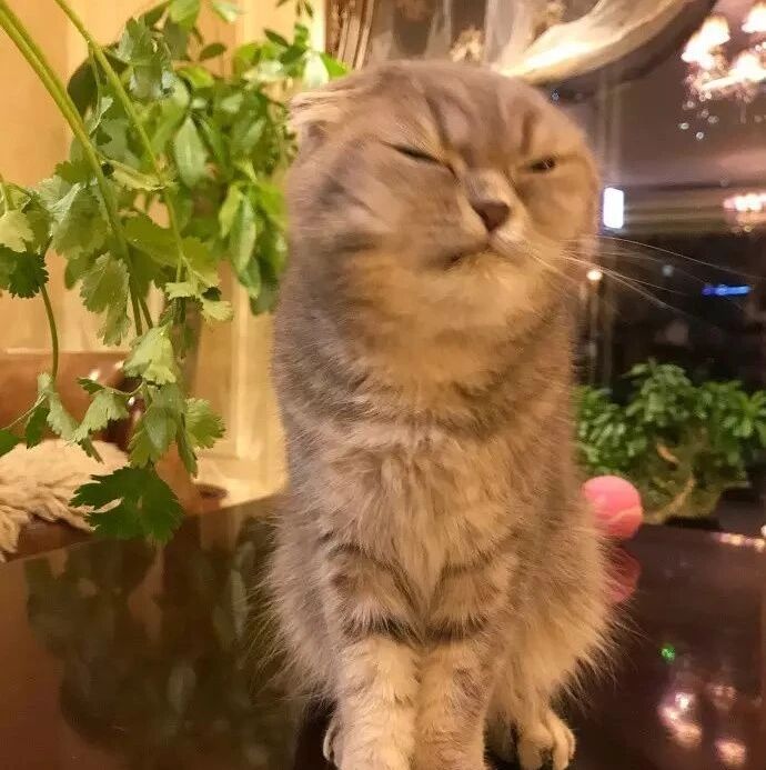 无法跟猫做朋友了，它不喜欢香菜！网友：谁都不服，就服香菜！！