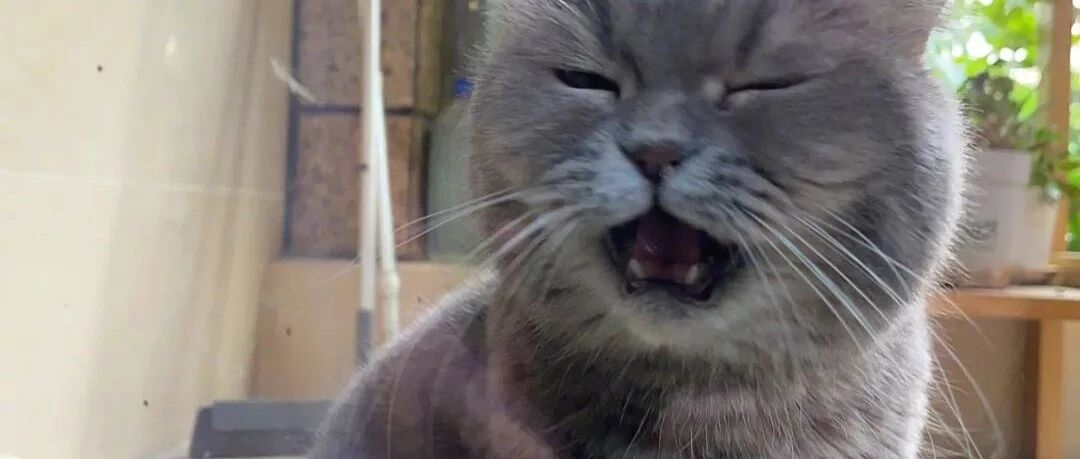 一只会骂人的猫咪,邻居看到这场景哈哈大笑!网友:打一顿就好了!