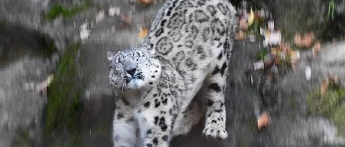 雪豹妈妈教宝宝怎么从高处跳下，它这表情是相当害怕了！网友:这是要把我笑死!!