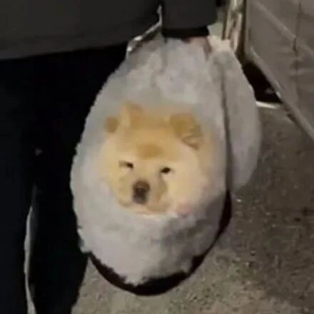 松狮赖在别人家不走，主人无奈直接打包拎回，松狮：我不要面子啊！