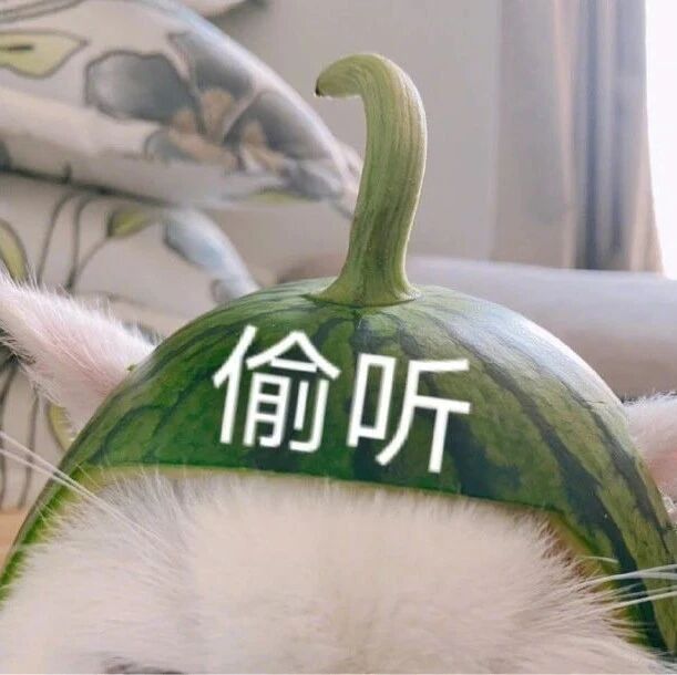 网友被猫伤透了心，大喊再也不会付出真心了！网友：给你地址，你把猫寄给我！