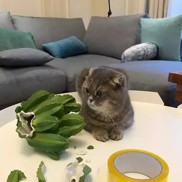 猫闯大祸，还连累了看热闹的狗狗！网友：应该全赶出家门，然后我去捡！！