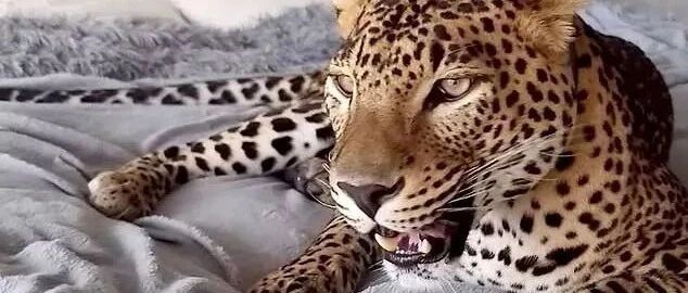 饲养员突然离职，美洲豹从此不吃不喝，动物园急了！网友:这波“猫”吸得也太帅了吧!