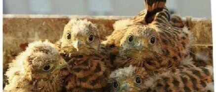 一窝奇怪的蛋,开启了一段美好的故事!网友:第一次见到那么可爱的红隼宝宝!