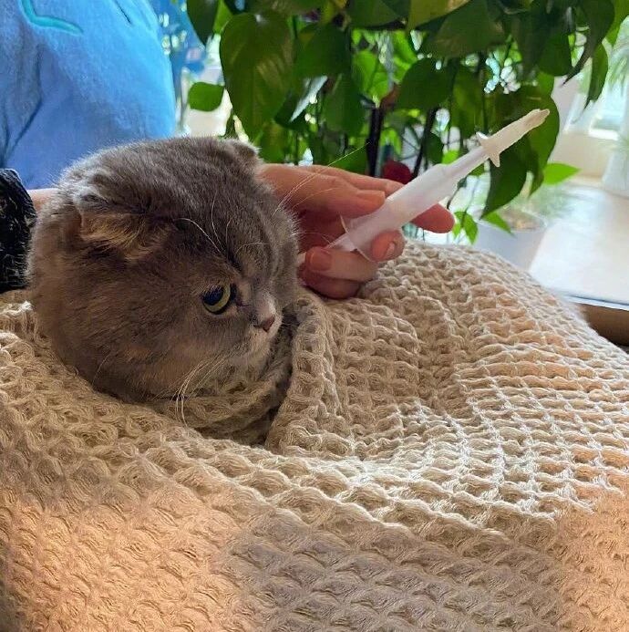 为了喂药不让猫挠自己，铲屎的竟然想出这样的损招！网友：服了服了！！