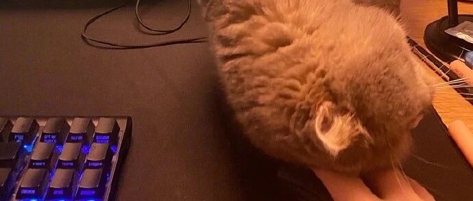 铲屎官因为猫被队友开喷，猫却不以为然！网友：有苦难言……