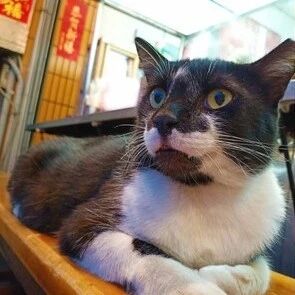 讨厌猫的老爸，现在却亲手拿筷子给猫孙喂饭，还玩头碰头游戏！网友：见多了！！