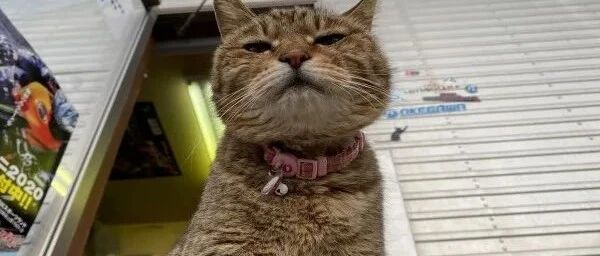 办公室养了一群“霸道”猫，员工们苦不堪言天天抱怨！网友：知足吧，我们想要还得不到呢！！！