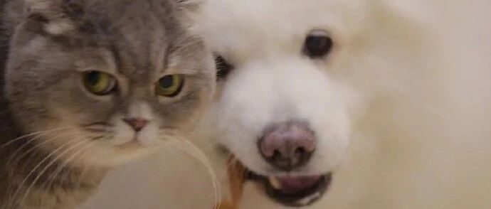 偷喂狗狗零食被监管员多事猫发现，狠狠一个眼神！网友：猫家住海边呀，管得那么宽！