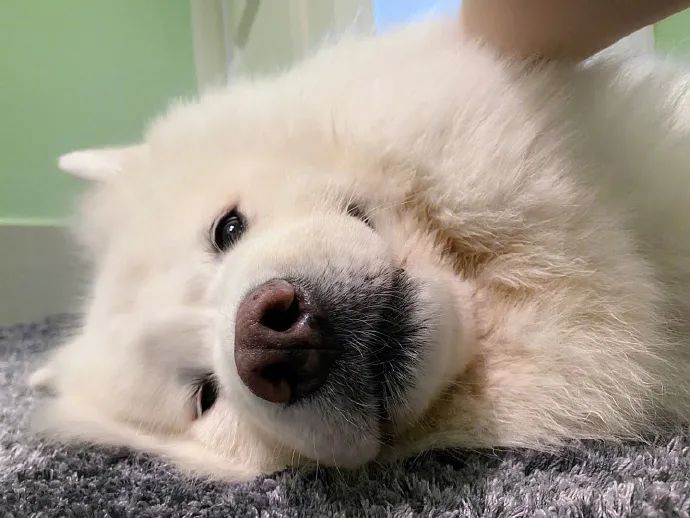 偷喂狗狗零食被监管员多事猫发现,狠狠一个眼神!网友:猫家住海边呀,管得那么宽!-微信头条网 偷喂狗狗零食被监管员多事猫发现,狠狠一个眼神!网友:猫家住海边呀,管得那么宽!