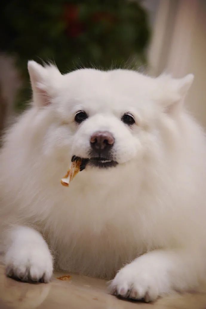 偷喂狗狗零食被监管员多事猫发现,狠狠一个眼神!网友:猫家住海边呀,管得那么宽!-微信头条网 偷喂狗狗零食被监管员多事猫发现,狠狠一个眼神!网友:猫家住海边呀,管得那么宽!