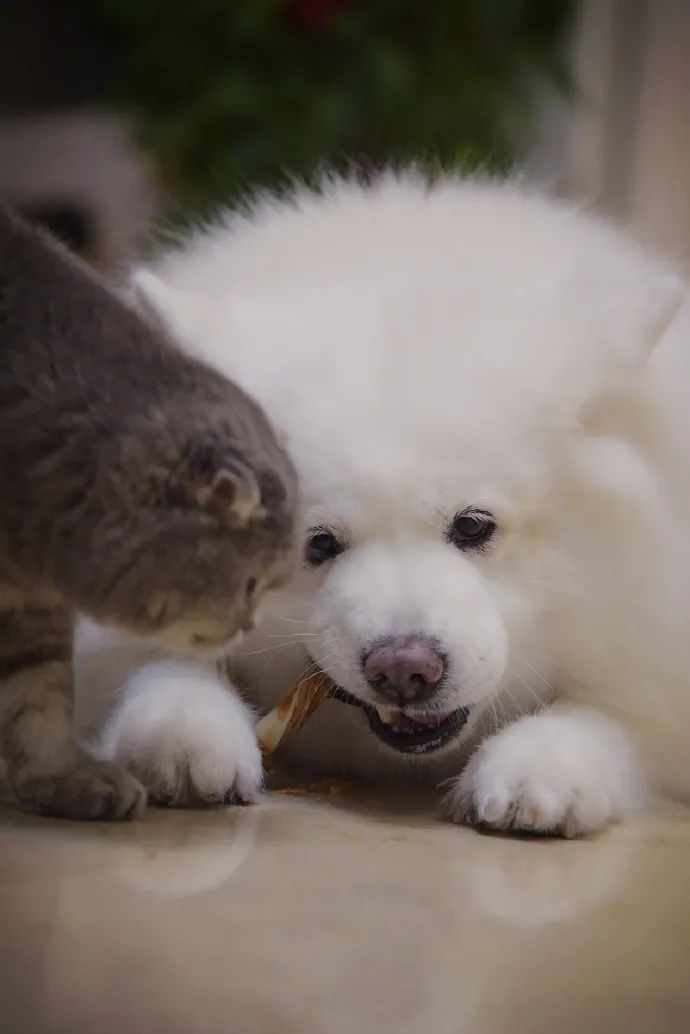 偷喂狗狗零食被监管员多事猫发现,狠狠一个眼神!网友:猫家住海边呀,管得那么宽!-微信头条网 偷喂狗狗零食被监管员多事猫发现,狠狠一个眼神!网友:猫家住海边呀,管得那么宽!