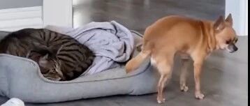 狗大胆竟想向猫撒尿，再一看，误会了，原是窝抢不敢怒！狗:喵才是恶霸!