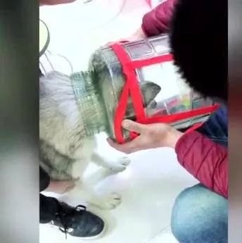 狗子偷吃将头卡在玻璃瓶里,主人急得要死它还在贪吃.......