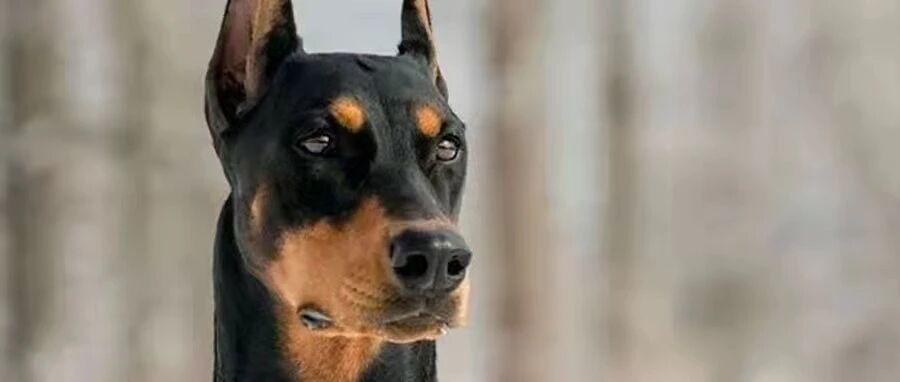 同样是杜宾，别人家的是狗界“猛男”，自家的竟是个温柔小公主？