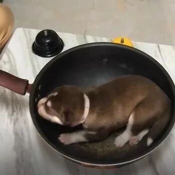 主人准备把小狗炖了，二哈竟主动帮忙叼来一瓶耗油，果然是亲妈..