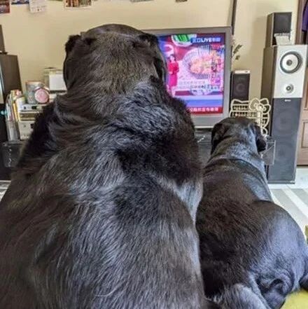 电视看一半被狗狗背影挡住，网友看完照片傻眼：别拿黑熊骗我!!!