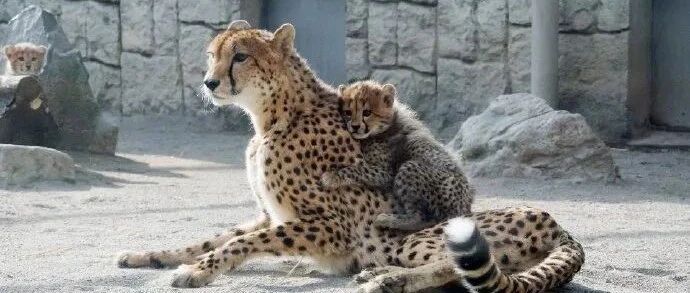 胖豹宝宝爱对妈妈抱着不放撒娇，边上另一只看到后满脸写着羡慕!网友:世上只有妈妈好!