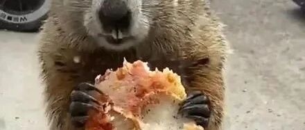 土拨鼠跑来网友门口，当着狗狗的面吃披萨，还吃了一个多小时！网友：这孩子是厕所里提灯笼!