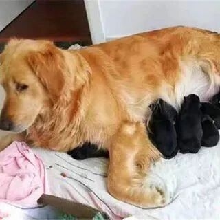 金毛生了一窝宝宝，网友看完有点哭笑不得：谁的基因这么强大！