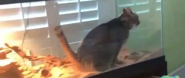 猫闯进蜥蜴温箱尿尿，女主发现后，崩溃到大叫!喵：有猫砂盆，我不拉，就是玩!