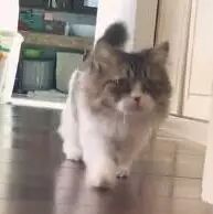 ​猫咪腿瘸了，每次麻麻叫它都这样，医生检查完后大笑道:你应该回家看看监控!!