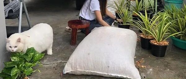 网友说你家猪长得快超过化肥袋了，主人：那是我家猫！