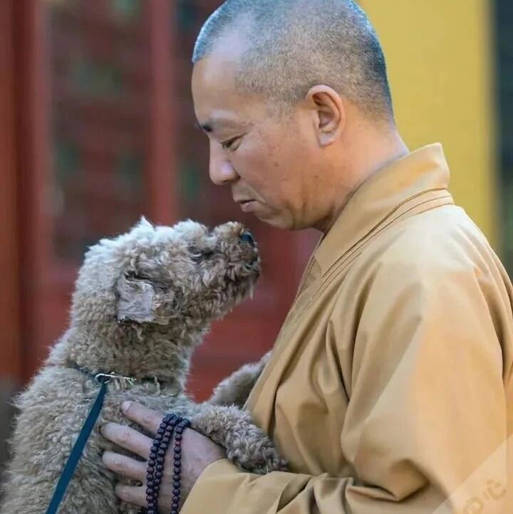 狗子生活在古寺，日夜听和尚念经，一脸“佛”相让人直呼高僧转世！