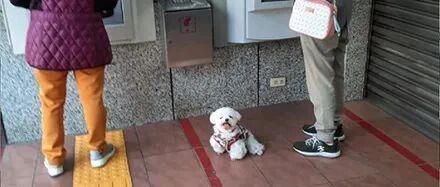 网友去ATM取钱，带上狗子当保镖，可狗子的反应却让她笑哭！网友：这汪不被抱走才怪！