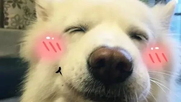 狗比狗，气死主人，网友：太可爱了！！！