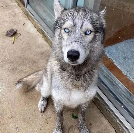 网友把哈士奇交给退休的老爸养，没想到几天后，狗子把老人整崩溃了！