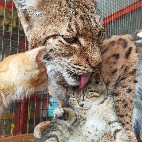 3只小猫被遗弃，临时安排一只猞猁来照顾，几天后气场都变了！网友：猞猁也吸猫！！