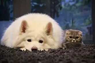 "有啥事冲我来，别欺负猫"——妞站了出来！