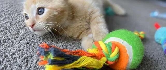 老妈想要孙子要不得，只好把爱都给猫仔，还织毛衣给它！网友：怎么子女就不开窍呢！！