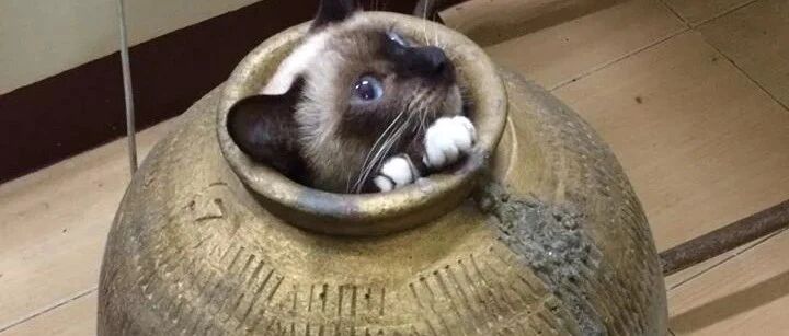 猫钻缸里出不来，主人忍痛砸缸救它，网友：太丢猫了，可惜这缸了！！
