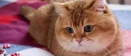 大橘太胖,常被网友误认为是“猪猪”!大橘:最大的愿望就是真真切切的减一次肥!