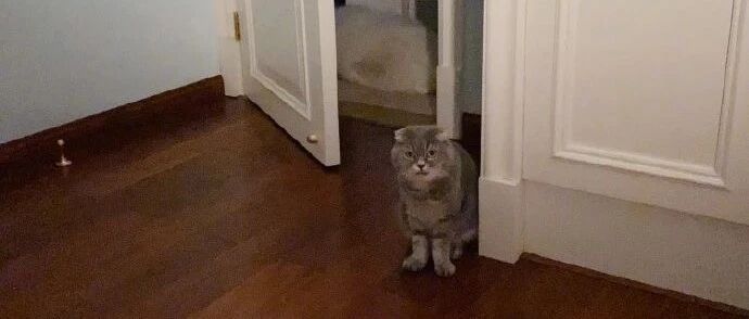 猫红是非多，铲屎的极度“抱怨”！网友：不要送我！！