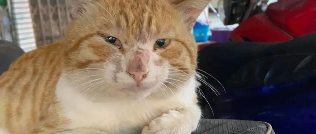 大脸橘猫三餐携女友上门讨饭，被嫌脸大，气到绝食!网友：虽然丑，但是很温柔!!