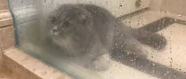 汪被强迫洗澡，猫凑热闹，蹲着看累了，趴着看，津津有味！网友：情谊果然像塑料花，虽然持久，但是很假。