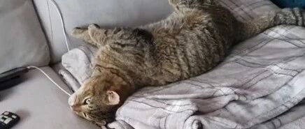 大脸猫闯家里偷吃，嘴里塞满才离开，周围邻居：不奇怪，整条街都被它洗劫过！