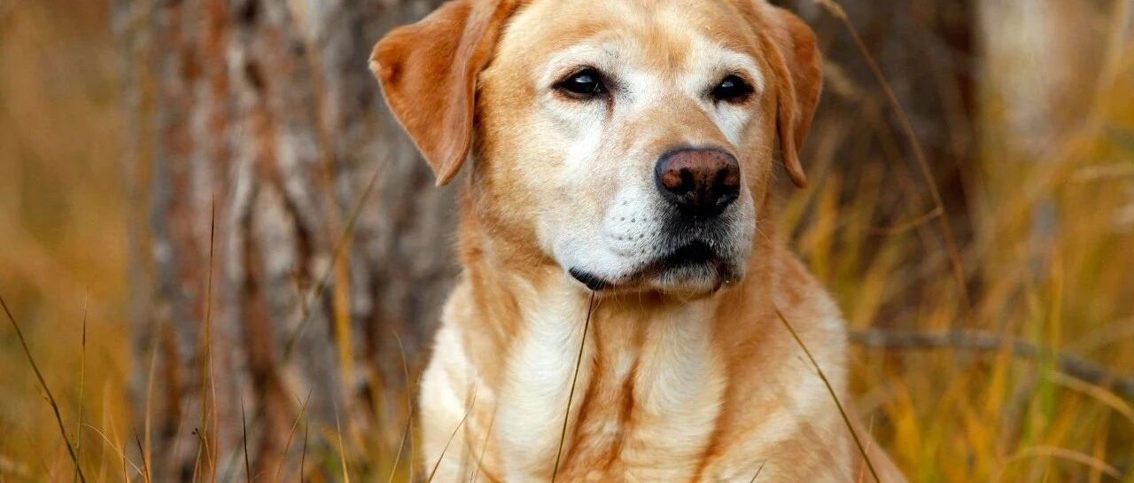 流浪动物惨遭虐待，而救它的这位医生却辞职了......