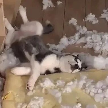 网友新买了个沙发，可没想到居然撑不了三天：这狗还能要吗？